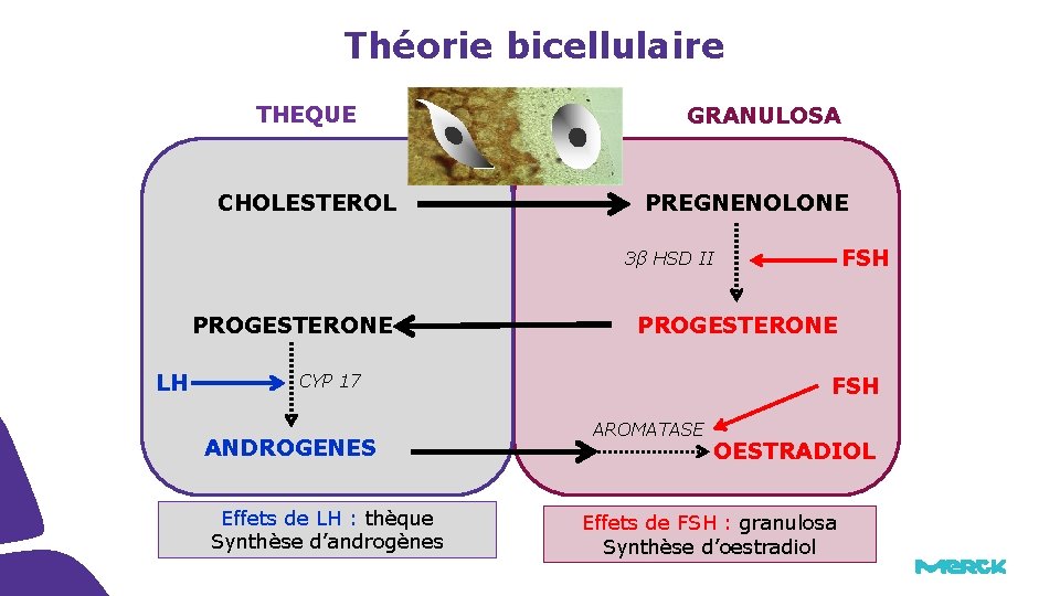 Théorie bicellulaire THEQUE CHOLESTEROL GRANULOSA PREGNENOLONE FSH 3β HSD II PROGESTERONE LH PROGESTERONE CYP Théorie bicellulaire THEQUE CHOLESTEROL GRANULOSA PREGNENOLONE FSH 3β HSD II PROGESTERONE LH PROGESTERONE CYP
