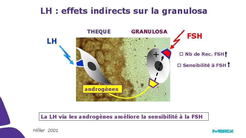 LH : effets indirects sur la granulosa THEQUE GRANULOSA LH + FSH Nb de LH : effets indirects sur la granulosa THEQUE GRANULOSA LH + FSH Nb de