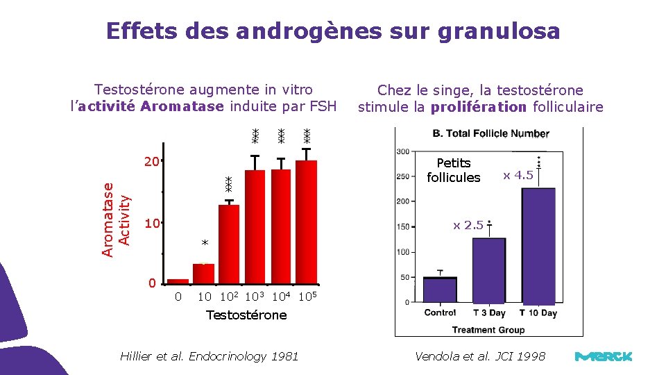 Effets des androgènes sur granulosa Testostérone augmente in vitro l’activité Aromatase induite par FSH Effets des androgènes sur granulosa Testostérone augmente in vitro l’activité Aromatase induite par FSH