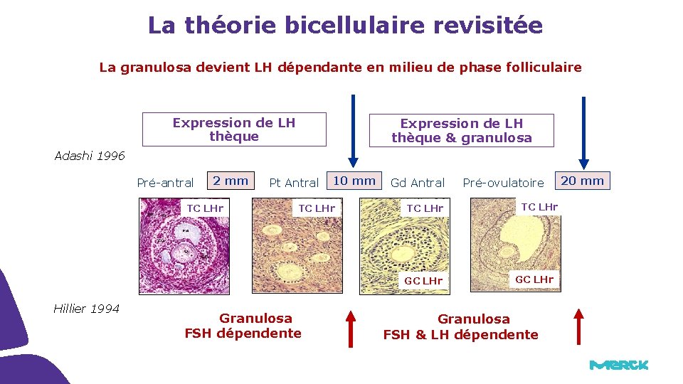 La théorie bicellulaire revisitée La granulosa devient LH dépendante en milieu de phase folliculaire La théorie bicellulaire revisitée La granulosa devient LH dépendante en milieu de phase folliculaire