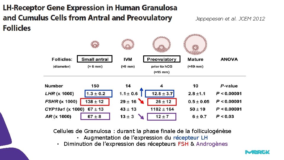 Jeppepesen et al. JCEM 2012 Cellules de Granulosa : durant la phase finale de Jeppepesen et al. JCEM 2012 Cellules de Granulosa : durant la phase finale de