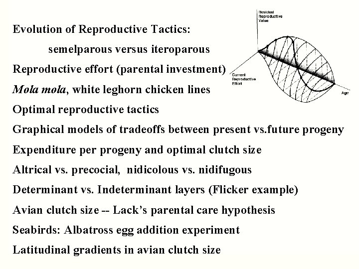 Evolution of Reproductive Tactics: semelparous versus iteroparous Reproductive effort (parental investment) Mola mola, white