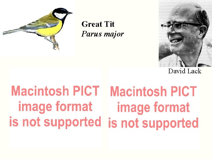 Great Tit Parus major David Lack 