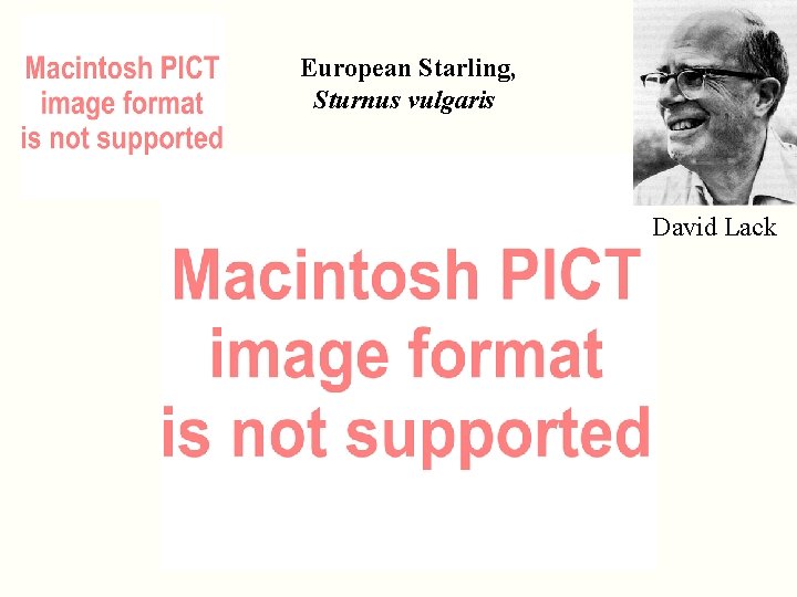 European Starling, Sturnus vulgaris David Lack 