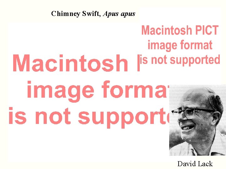 Chimney Swift, Apus apus David Lack 