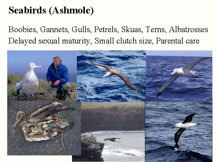 Seabirds (Ashmole) Boobies, Gannets, Gulls, Petrels, Skuas, Terns, Albatrosses Delayed sexual maturity, Small clutch
