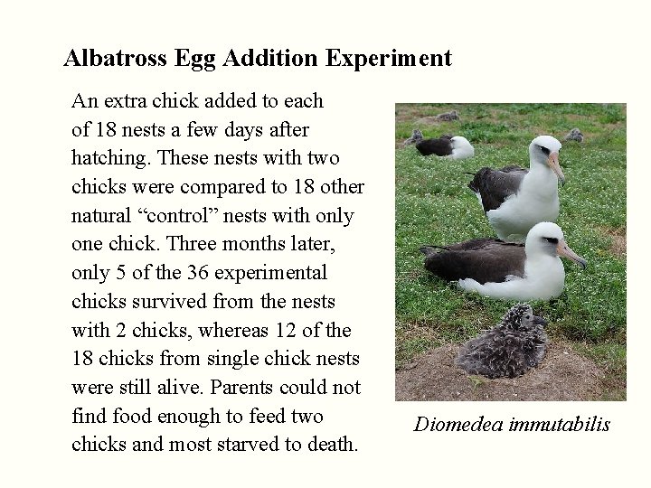 Albatross Egg Addition Experiment An extra chick added to each of 18 nests a