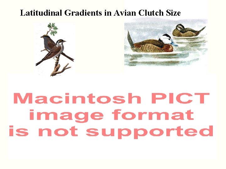 Latitudinal Gradients in Avian Clutch Size 