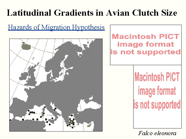 Latitudinal Gradients in Avian Clutch Size Hazards of Migration Hypothesis Falco eleonora 
