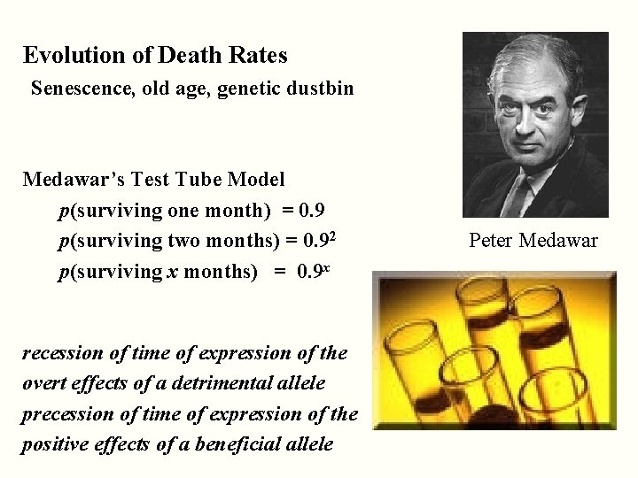 Evolution of Death Rates Senescence, old age, genetic dustbin Medawar’s Test Tube Model p(surviving