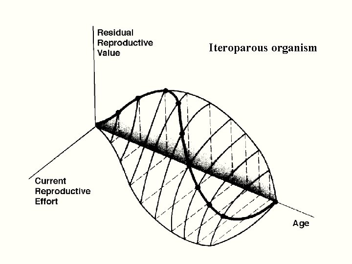 Iteroparous organism 