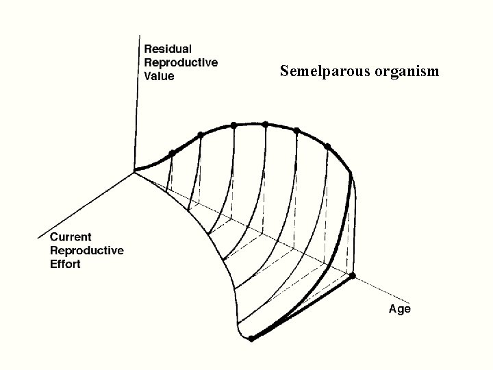 Semelparous organism 