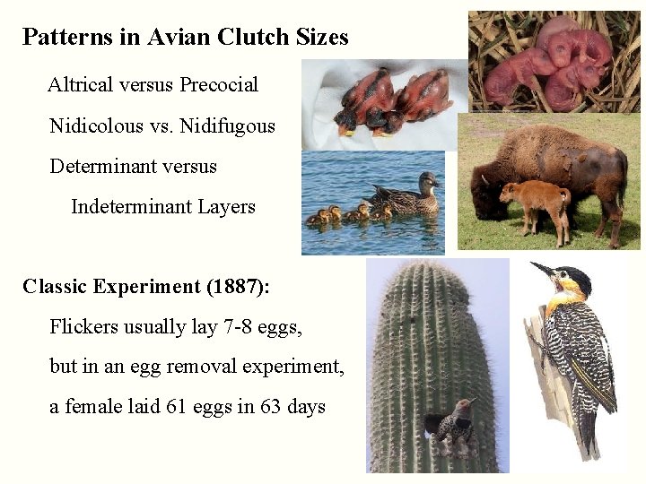 Patterns in Avian Clutch Sizes Altrical versus Precocial Nidicolous vs. Nidifugous Determinant versus Indeterminant