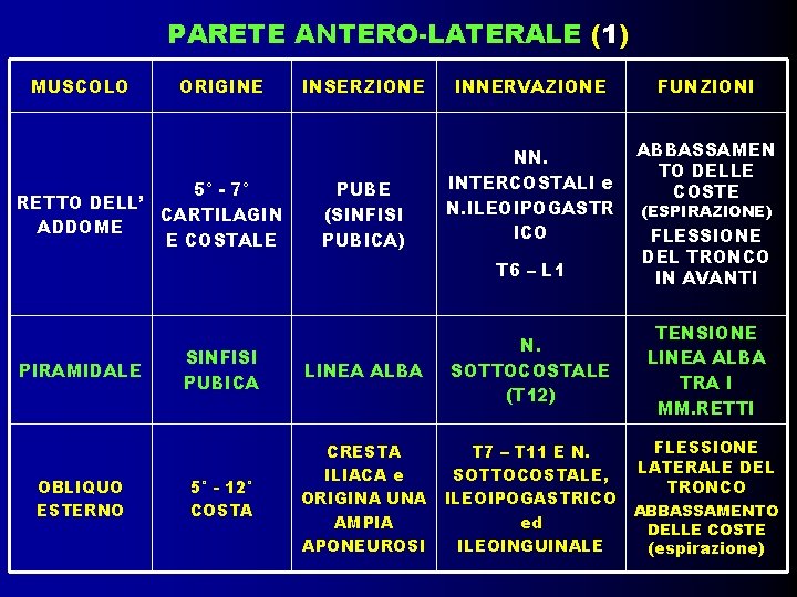 PARETE ANTERO-LATERALE (1) MUSCOLO ORIGINE 5° - 7° RETTO DELL’ CARTILAGIN ADDOME E COSTALE