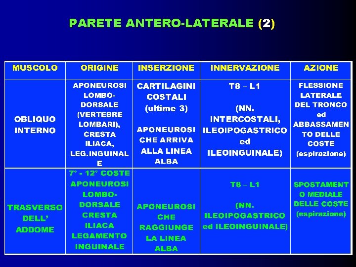 PARETE ANTERO-LATERALE (2) 