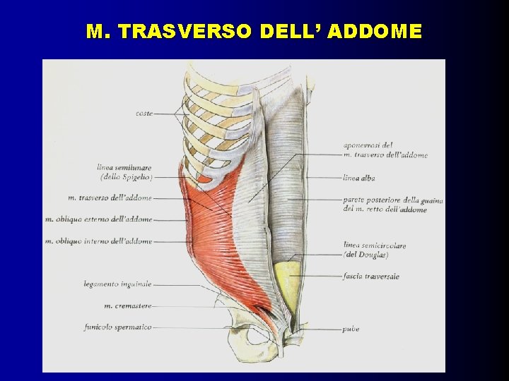 M. TRASVERSO DELL’ ADDOME 