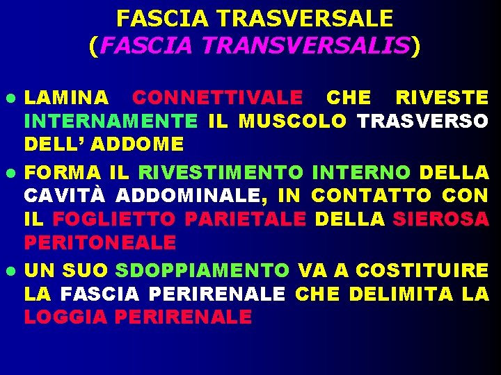 FASCIA TRASVERSALE (FASCIA TRANSVERSALIS) LAMINA CONNETTIVALE CHE RIVESTE INTERNAMENTE IL MUSCOLO TRASVERSO DELL’ ADDOME