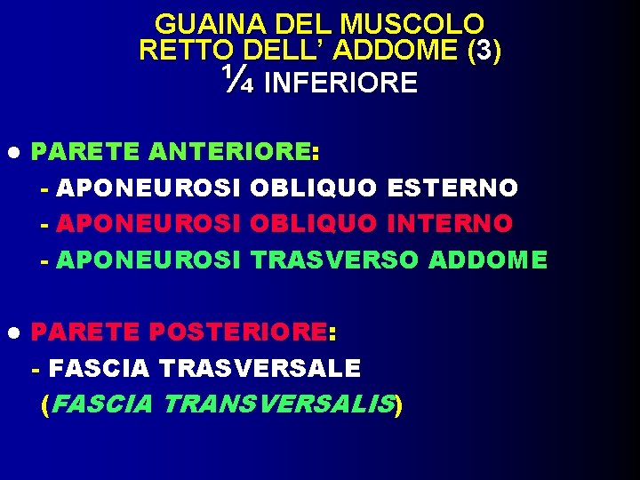 GUAINA DEL MUSCOLO RETTO DELL’ ADDOME (3) ¼ INFERIORE PARETE ANTERIORE: - APONEUROSI OBLIQUO