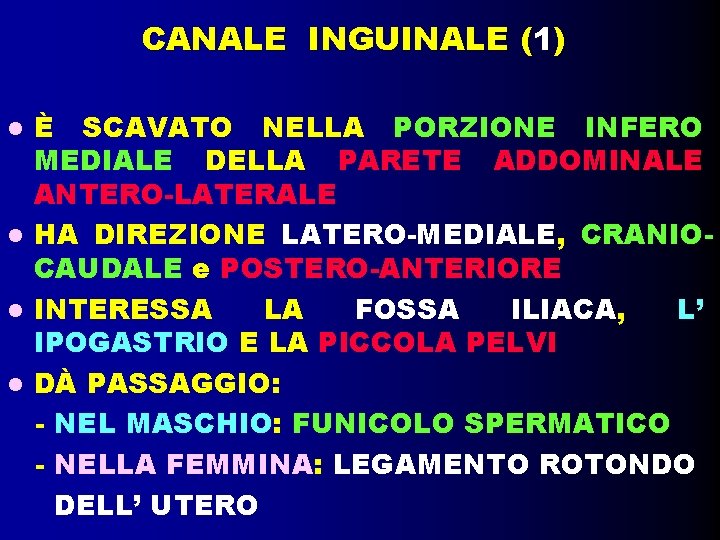 CANALE INGUINALE (1) È SCAVATO NELLA PORZIONE INFERO MEDIALE DELLA PARETE ADDOMINALE ANTERO-LATERALE HA