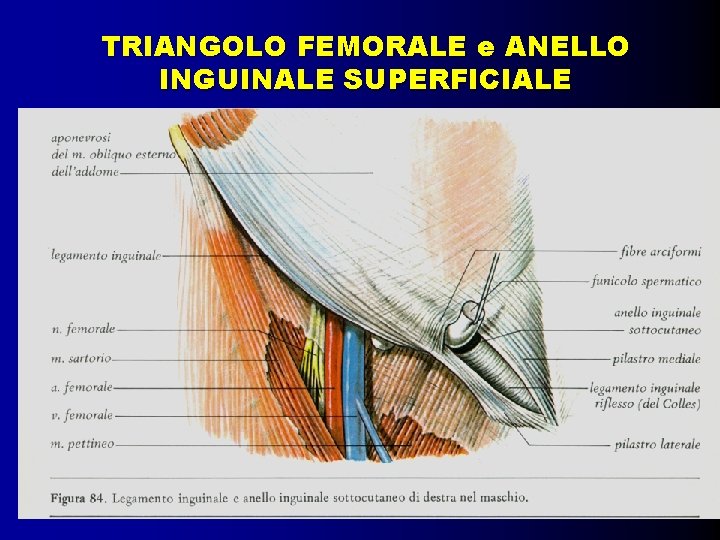 TRIANGOLO FEMORALE e ANELLO INGUINALE SUPERFICIALE 