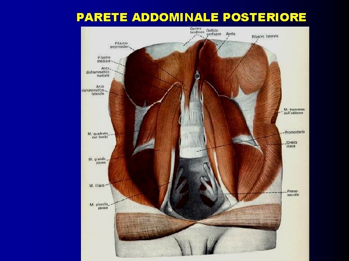 PARETE ADDOMINALE POSTERIORE 