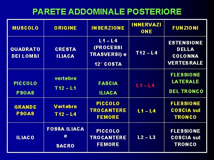 PARETE ADDOMINALE POSTERIORE MUSCOLO QUADRATO DEI LOMBI PICCOLO PSOAS GRANDE PSOAS ILIACO INNERVAZI ONE