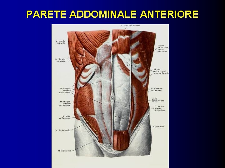 PARETE ADDOMINALE ANTERIORE 