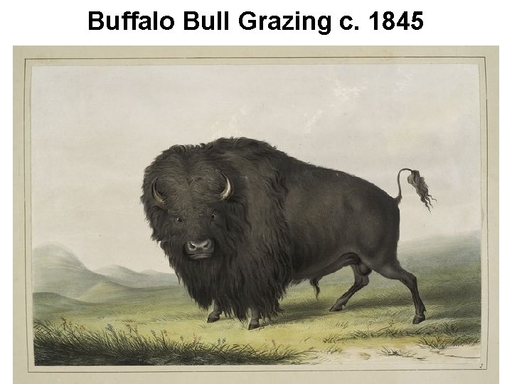 Buffalo Bull Grazing c. 1845 