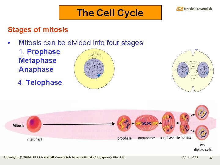 The Cell Cycle Stages of mitosis • Mitosis can be divided into four stages: