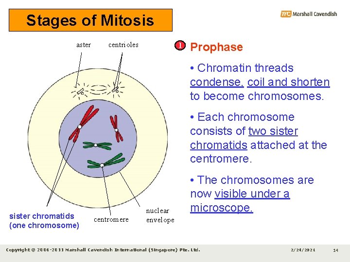 Stages of Mitosis aster centrioles 1 Prophase • Chromatin threads condense, coil and shorten