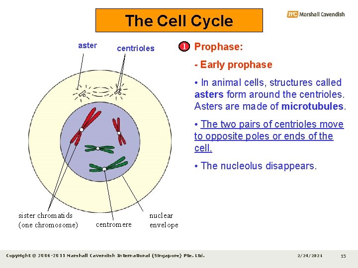 The Cell Cycle aster centrioles 1 Prophase: - Early prophase • In animal cells,