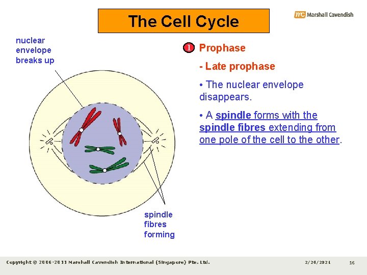The Cell Cycle nuclear envelope breaks up 1 Prophase - Late prophase • The
