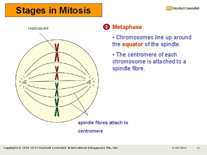 Stages in Mitosis 2 centromere Metaphase • Chromosomes line up around the equator of