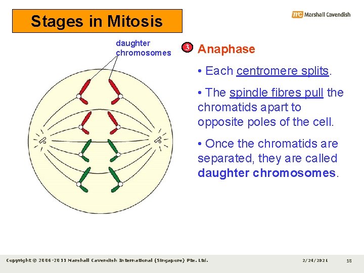 Stages in Mitosis daughter chromosomes 3 Anaphase • Each centromere splits. • The spindle