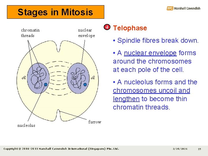 Stages in Mitosis chromatin threads nuclear envelope 4 Telophase • Spindle fibres break down.