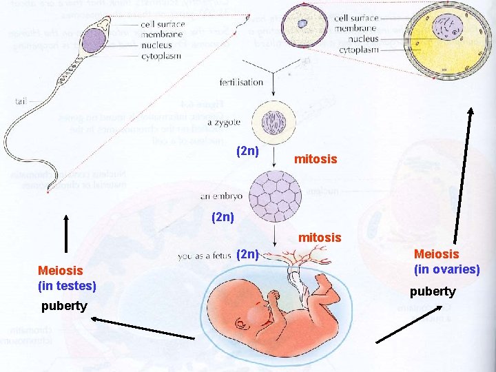 (2 n) mitosis (2 n) Meiosis (in testes) puberty Meiosis (in ovaries) puberty 
