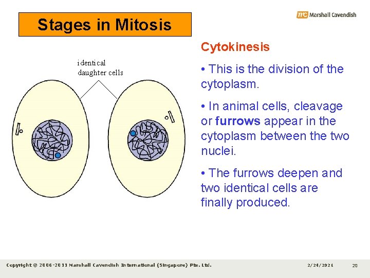 Stages in Mitosis Cytokinesis identical daughter cells • This is the division of the