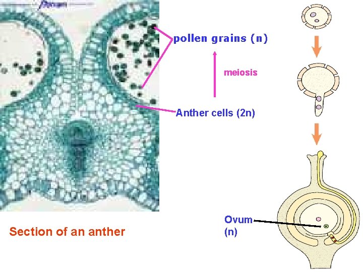 pollen grains (n) meiosis Anther cells (2 n) Section of an anther Ovum (n)