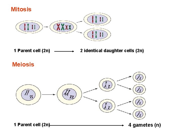 Mitosis 1 Parent cell (2 n) 2 identical daughter cells (2 n) Meiosis 1