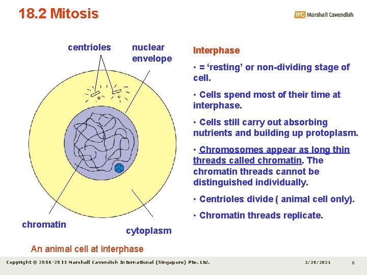 18. 2 Mitosis centrioles nuclear envelope Interphase • = ‘resting’ or non-dividing stage of