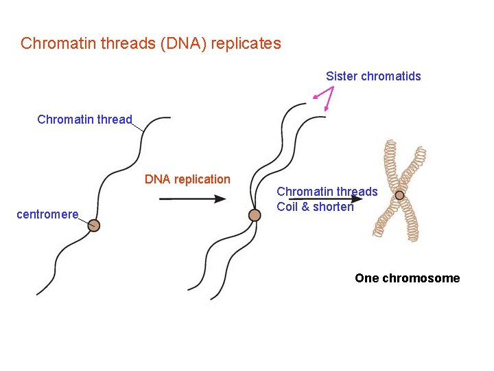 Chromatin threads (DNA) replicates Sister chromatids Chromatin thread DNA replication centromere Chromatin threads Coil