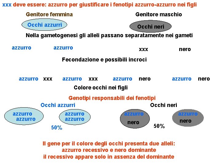 xxx deve essere: azzurro per giustificare i fenotipi azzurro-azzurro nei figli Genitore femmina Genitore