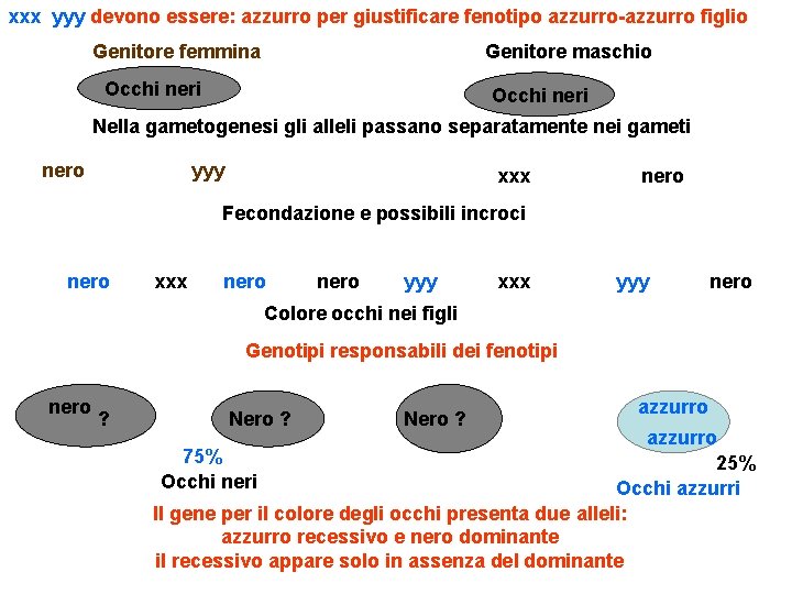 xxx yyy devono essere: azzurro per giustificare fenotipo azzurro-azzurro figlio Genitore femmina Genitore maschio