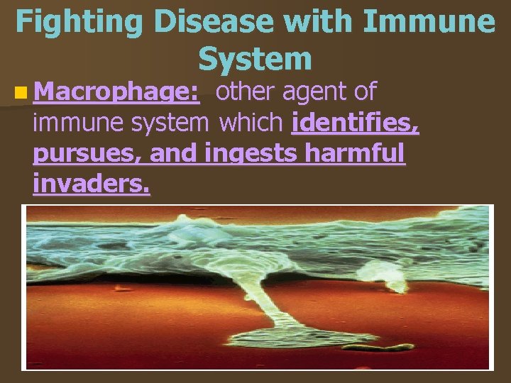 Fighting Disease with Immune System n Macrophage: other agent of immune system which identifies,