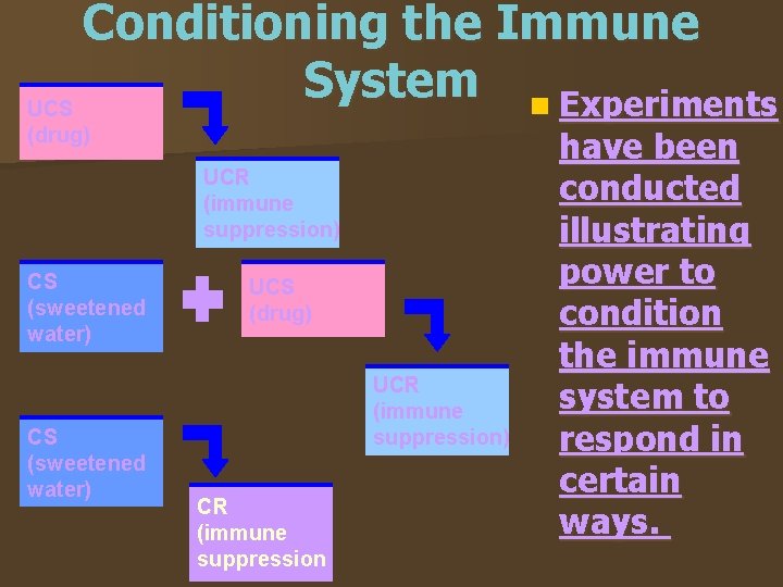 Conditioning the Immune System n Experiments UCS (drug) UCR (immune suppression) CS (sweetened water)