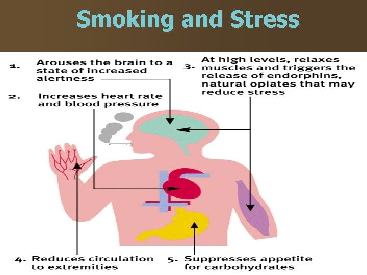Smoking and Stress 