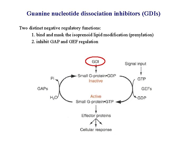Guanine nucleotide dissociation inhibitors (GDIs) Two distinct negative regulatory functions: 1. bind and mask