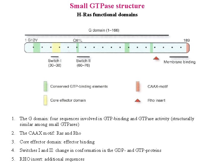 Small GTPase structure H-Ras functional domains Obrázek 1. The G domain: four sequences involved
