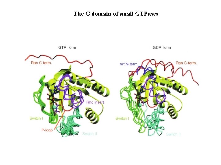 The G domain of small GTPases Obrázek 