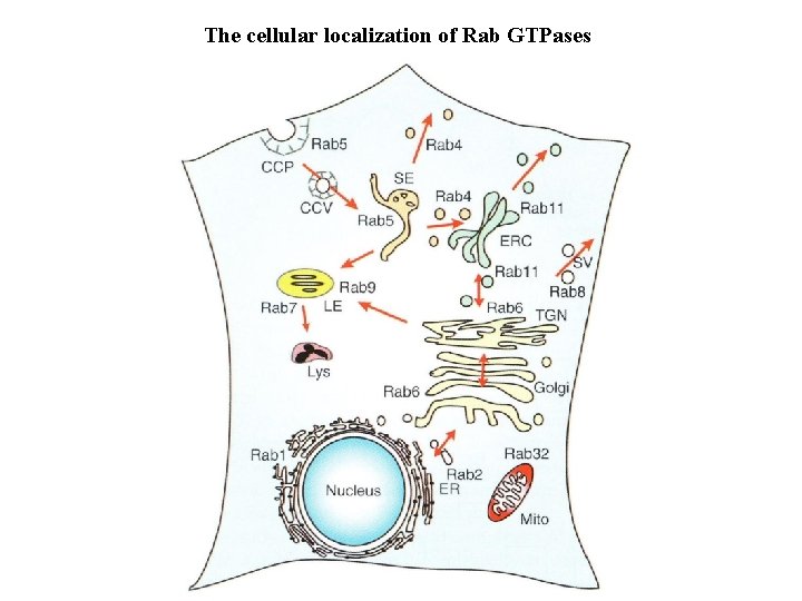 The cellular localization of Rab GTPases 